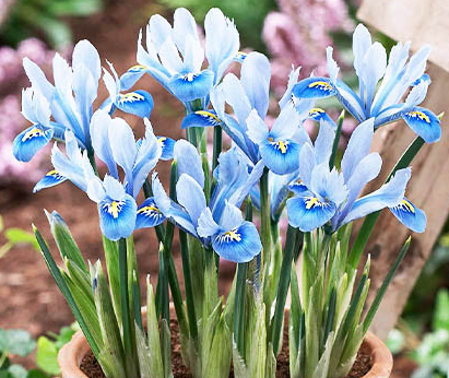 Iris Reticulata Alida ( Iris Hollandia ) 5 Bulbs
