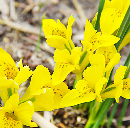 Iris Danfordiae ( Iris Hollandia ) 5 Bulbs