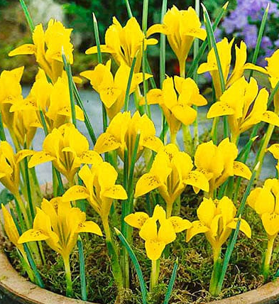 Iris Danfordiae ( Iris Hollandia ) 5 Bulbs