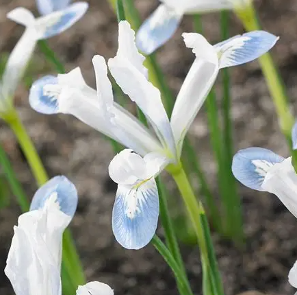 Iris Reticulata Frozen Planet ( Iris Hollandia ) 5 Bulbs