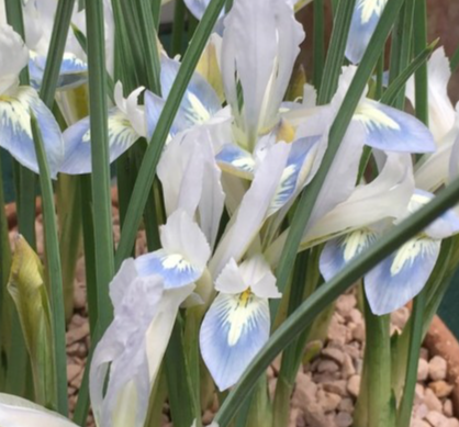 Iris Reticulata Frozen Planet ( Iris Hollandia ) 5 Bulbs