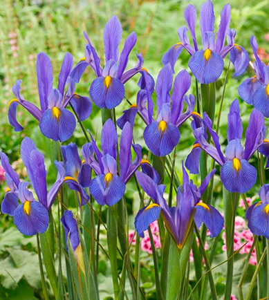 Iris Mickey Ocean ( Iris Hollandia ) 5 Bulbs