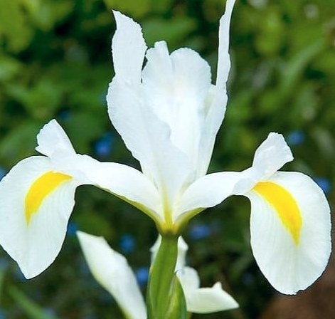 Iris White Van Vliet ( Iris Hollandia ) 5 Bulbs