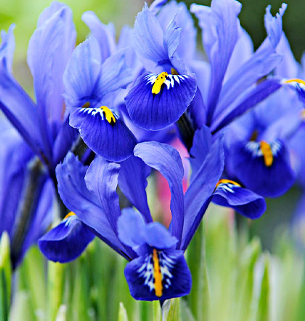 Iris Blue Hill ( Iris Hollandia ) 5 Bulbs