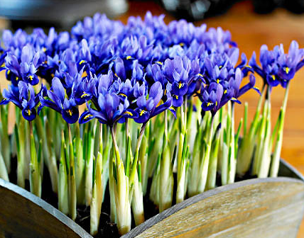 Iris Blue Hill ( Iris Hollandia ) 5 Bulbs