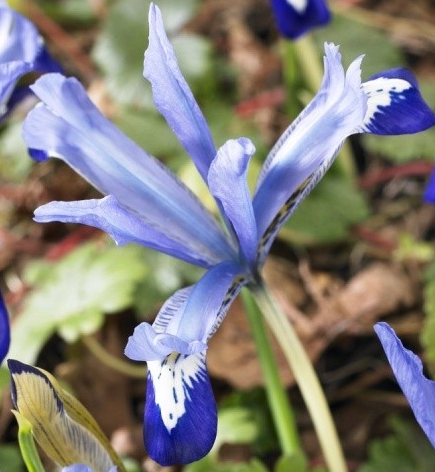 Iris Reticulata Clairette ( Iris Hollandia ) 5 Bulbs