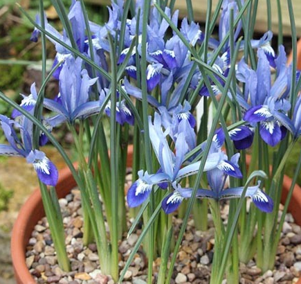 Iris Reticulata Clairette ( Iris Hollandia ) 5 Bulbs
