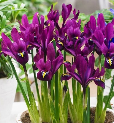 Iris Reticulata J.S. Dijt ( Iris Hollandia ) 5 Bulbs