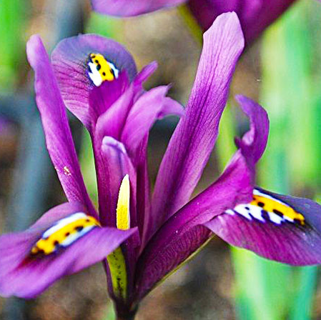 Iris Reticulata J.S. Dijt ( Iris Hollandia ) 5 Bulbs