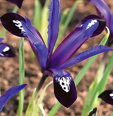 Iris Reticulata Blue Note ( Iris Hollandia ) 5 Bulbs