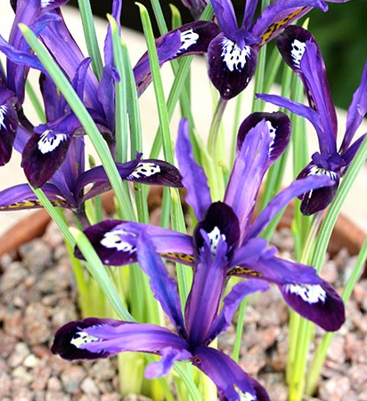 Iris Reticulata Blue Note ( Iris Hollandia ) 5 Bulbs