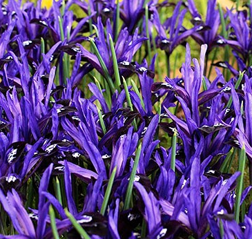 Iris Reticulata Blue Note ( Iris Hollandia ) 5 Bulbs