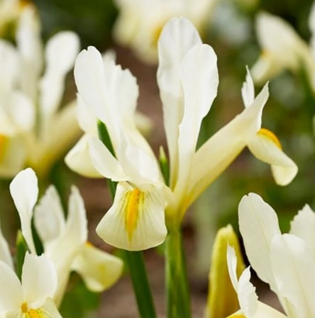 Iris Reticulata Louise ( Iris Hollandia ) 5 Bulbs