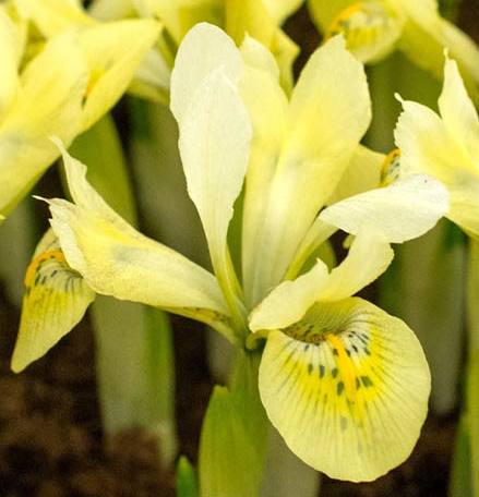 Iris Reticulata Katharine's Gold ( Iris Hollandia ) 5 Bulbs