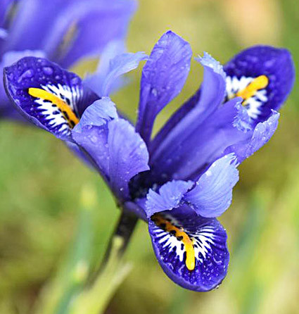 Iris Reticulata Rhapsody ( Iris Hollandia ) 5 Bulbs