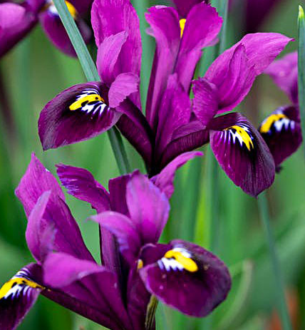 Iris Reticulata Purple Hill ( Iris Hollandia ) 5 Bulbs