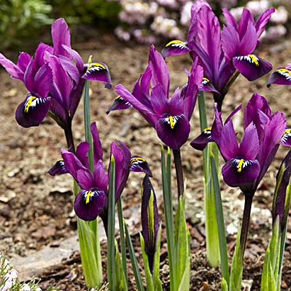 Iris Reticulata Purple Hill ( Iris Hollandia ) 5 Bulbs