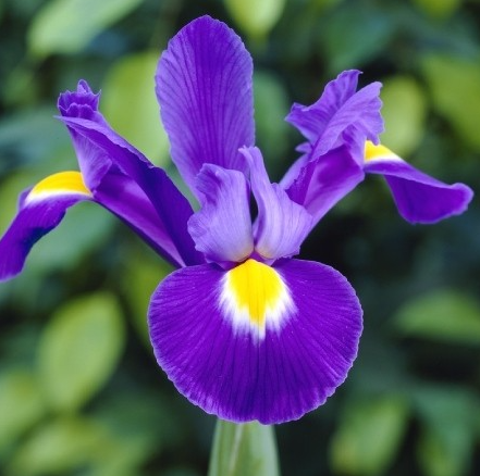 Iris Young Star ( Iris Hollandia ) 5 Bulbs