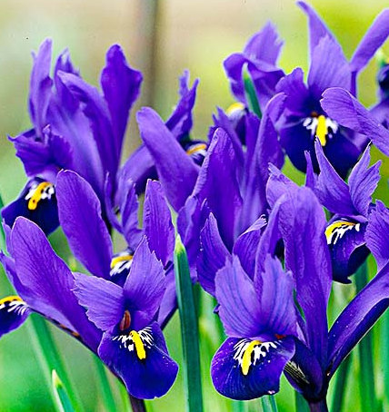 Iris Reticulata Pixie ( Iris Hollandia ) 5 Bulbs