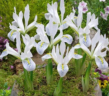 Iris Reticulata Polar Ice ( Iris Hollandia ) 5 Bulbs