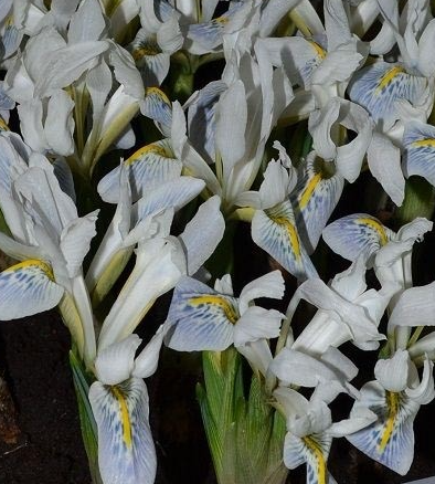 Iris Reticulata Polar Ice ( Iris Hollandia ) 5 Bulbs
