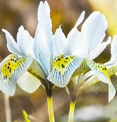 Iris Katharine Hodgkin ( Iris Hollandia ) 5 Bulbs