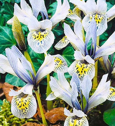 Iris Katharine Hodgkin ( Iris Hollandia ) 5 Bulbs