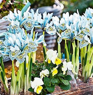 Iris Katharine Hodgkin ( Iris Hollandia ) 5 Bulbs