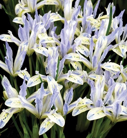 Iris Reticulata Painted Lady ( Iris Hollandia ) 5 Bulbs