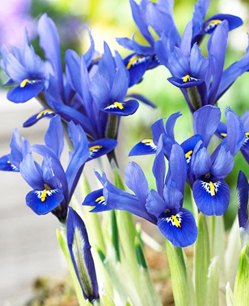 Iris Reticulata Harmony ( Iris Hollandia ) 5 Bulbs