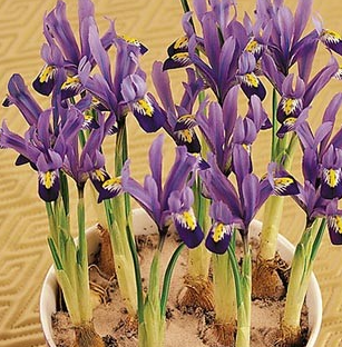 Iris Reticulata Gordon ( Iris Hollandia ) 5 Bulbs