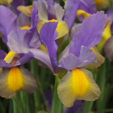 Iris Gipsy Beauty ( Iris Hollandia ) 5 Bulbs
