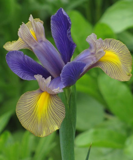 Iris Gipsy Beauty ( Iris Hollandia ) 5 Bulbs