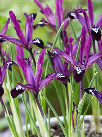 Iris Reticulata Pauline ( Iris Hollandia ) 5 Bulbs