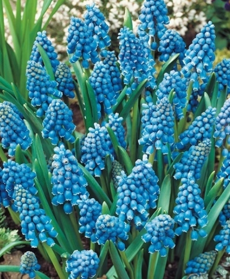 Muscari - Sapphire Armeniacum 5 Bulbs