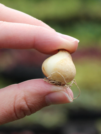 Muscari - Sapphire Pink Sunrise 5 Bulbs