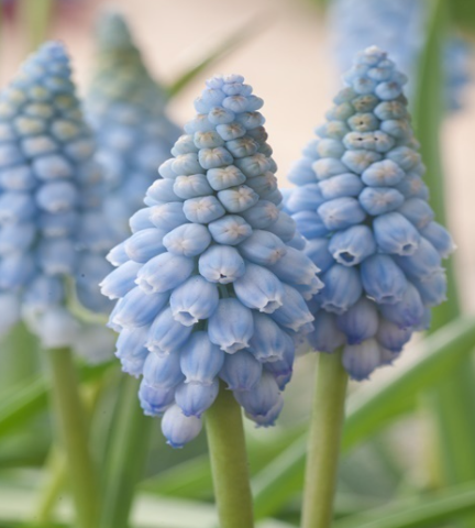 Muscari - Beauty Sapphire 5 Bulbs