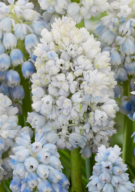 Muscari - Sapphire Nature's Beauty 5 Bulbs