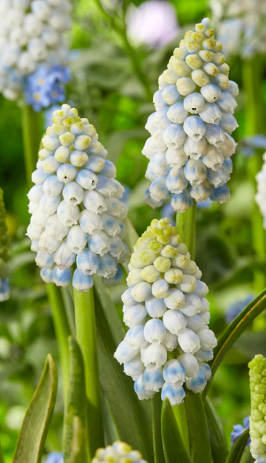 Muscari - Sapphire Alaska 5 Bulbs