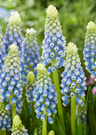 Muscari - Sapphire Julia 5 Bulbs