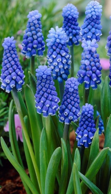 Muscari - Sapphire Dark Eyes 5 Bulbs