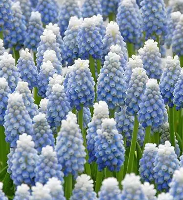 Muscari - Sapphire Ocean Magic 5 Bulbs