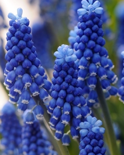 Muscari - Sapphire Super Star 5 Bulbs