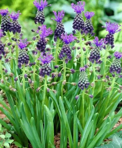 Muscari - Sapphire Comosum 5 Bulbs