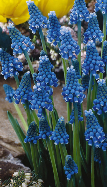 Muscari - Blue Magic Sapphire 5 Bulbs