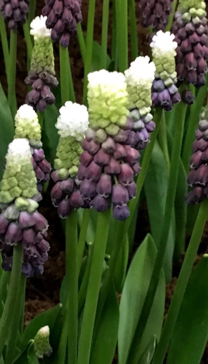 Muscari - Sapphire Grape Ice 5 Bulbs