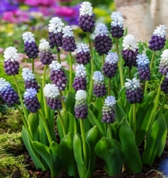 Muscari - Sapphire Grape Ice 5 Bulbs