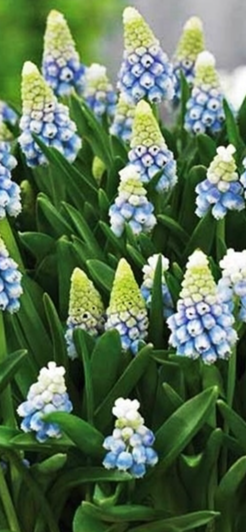 Muscari - Aqua Magic Sapphire 5 Bulbs