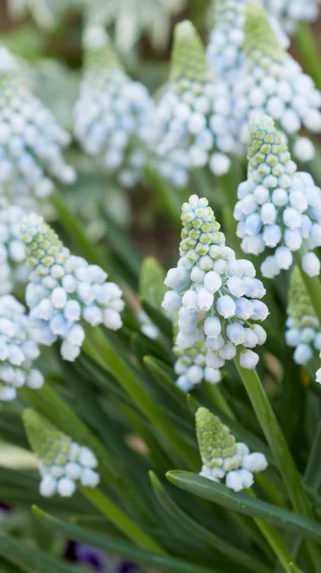 Muscari - Sapphire Manon 5 Bulbs
