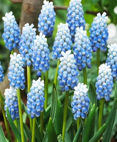 Muscari - Sapphire Peppermint 5 Bulbs